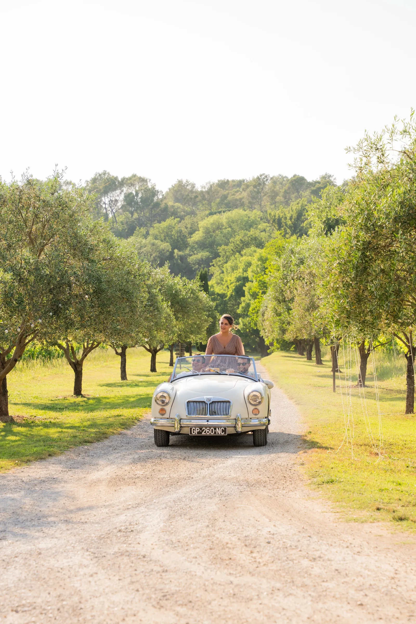 La voiture ancienne remonte l’allée d’oliviers