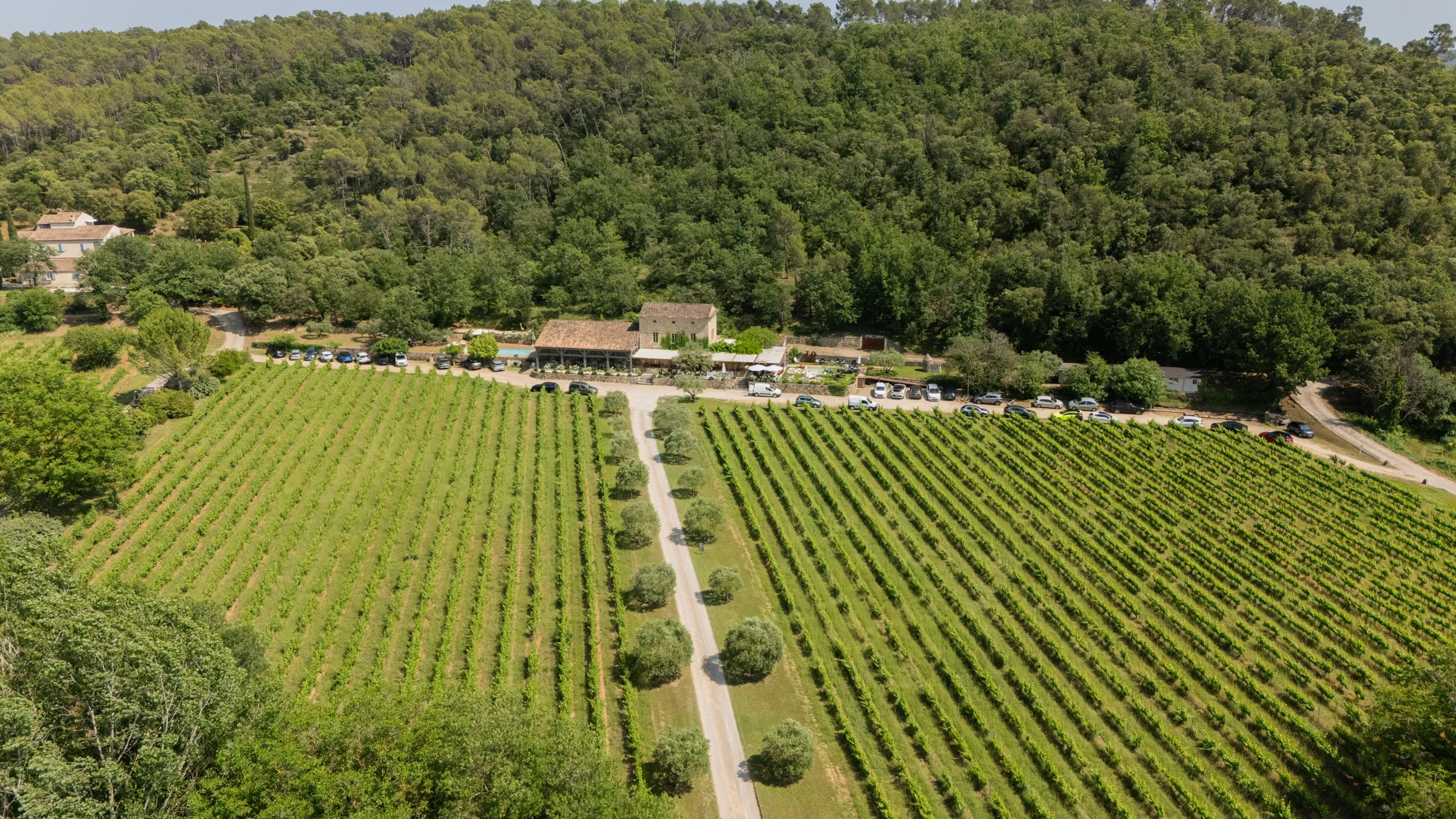 Le vallon de vignes qui entoure le domaine