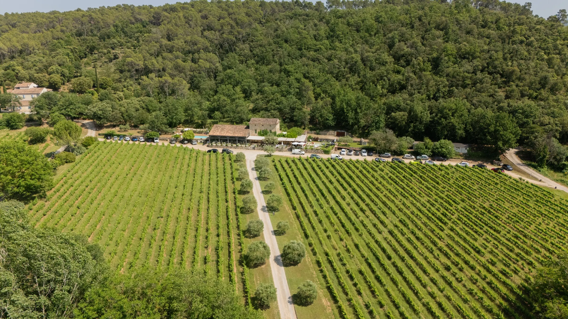Le vallon de vignes qui entoure le domaine